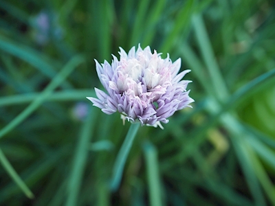 Chive in bloom
