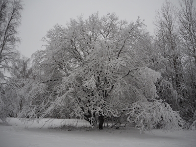 A Árvore de Inverno