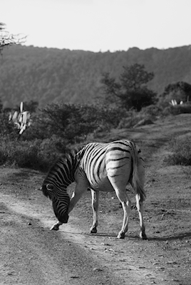 Buigende Zebra