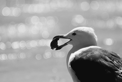 Gull and shell