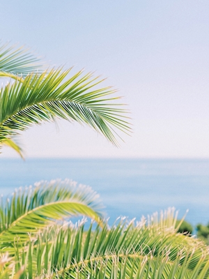 Tropisk paradis palme