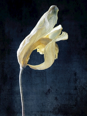 Withered yellow tulip