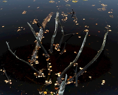 Herbst im Wasser