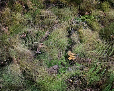 Herbstboden