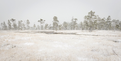 Snow over the bog.