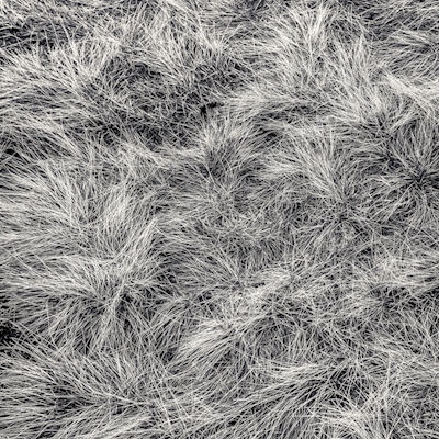 Zimní tráva