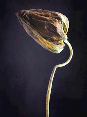 Dried tulip