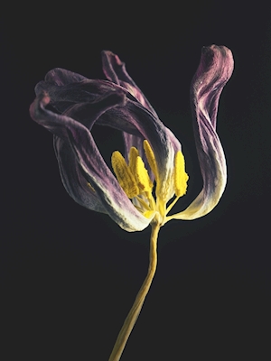 Fialový tulipán I