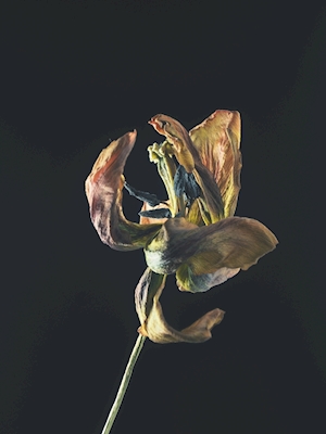 Tørret tulipan II