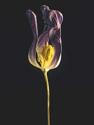 Fioletowy tulipan II