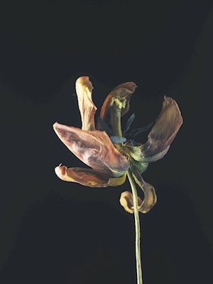 Tulipán seco III