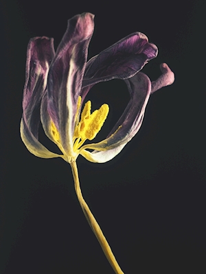 Purple tulip III