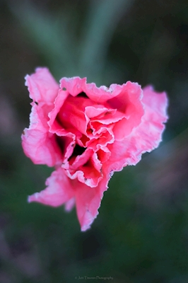 Różowy goździk