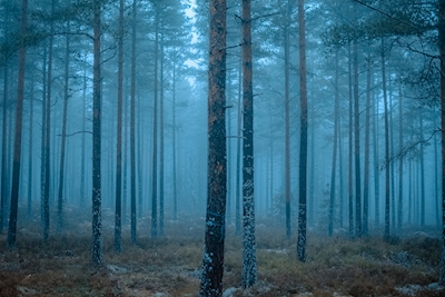 Brouillard dans la forêt
