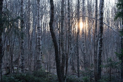 Auringonlasku metsässä
