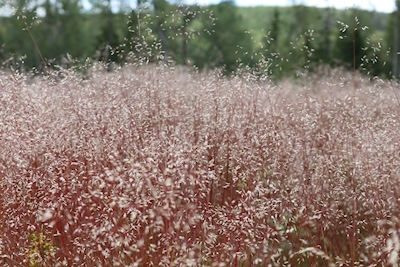 Vaaleanpunainen niitty