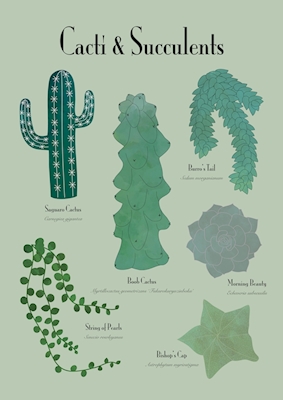 Kaktus og sukkulenter