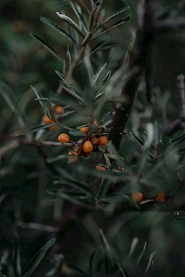 Olivello spinoso 1