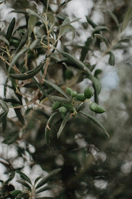 Olive branch 1