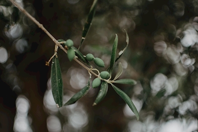 Gałązka oliwna 2