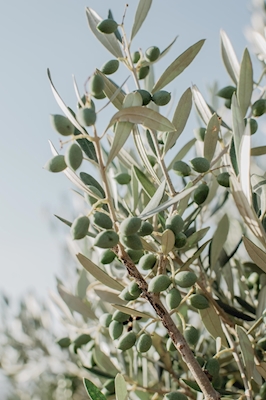 Oliven gren 3