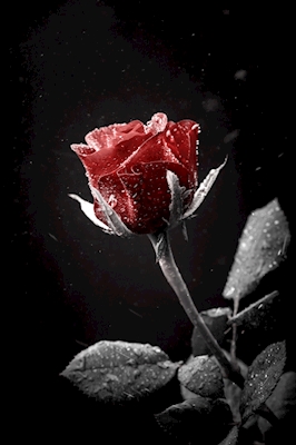 Um beijo de uma rosa