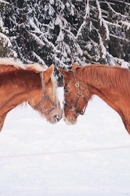 Des chevaux dans la neige