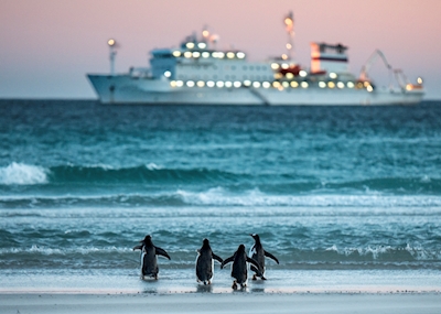 Pingüinos despidiéndose de los turistas