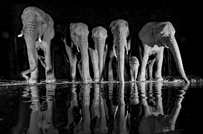 Elefantfamilien