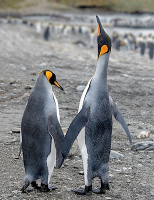  Pingvin kjærlighet 