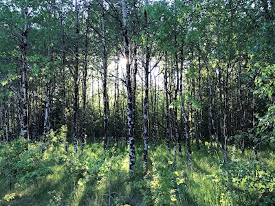 Forêt de bouleaux 