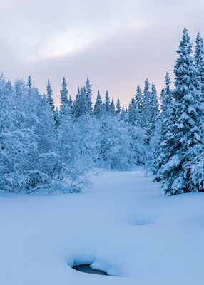 Winter Pines in Åre