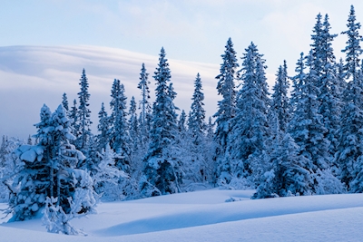Winter Pines II