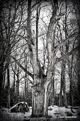 The old oak at the roadside