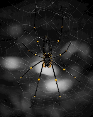 Kultainen verkko hämähäkki