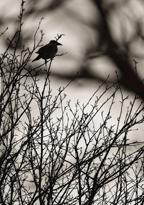 Crow among branches