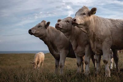 Krowy w Österlen