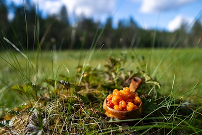 Cloudberry picking i Lapland 