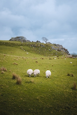 Die drei Schafe