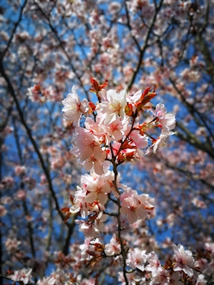 Kirsebærtræ
