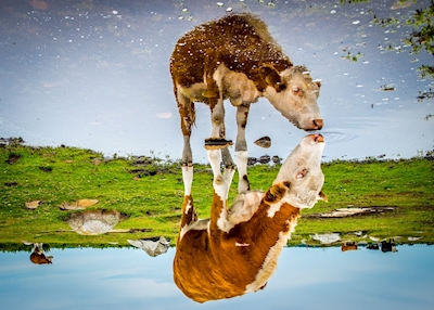Cow reflected