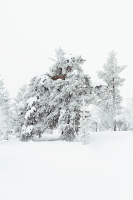 mountain pine