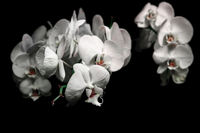 Orquídea 1