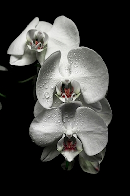 Orkidea 2