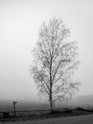 L'albero solitario