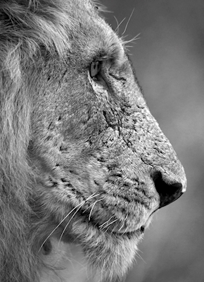 Lion de profil