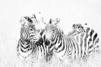 Zebras in High Grass