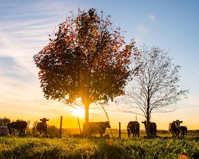 Krávy při západu slunce