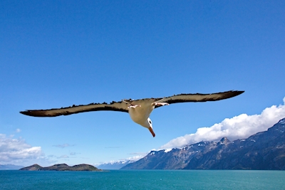 Albatross in Tierra del Fuego