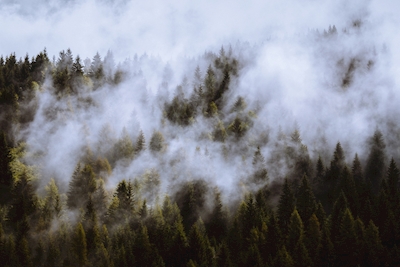 Tåge i skoven